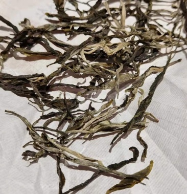 老班章生茶毛料 古树茶春茶