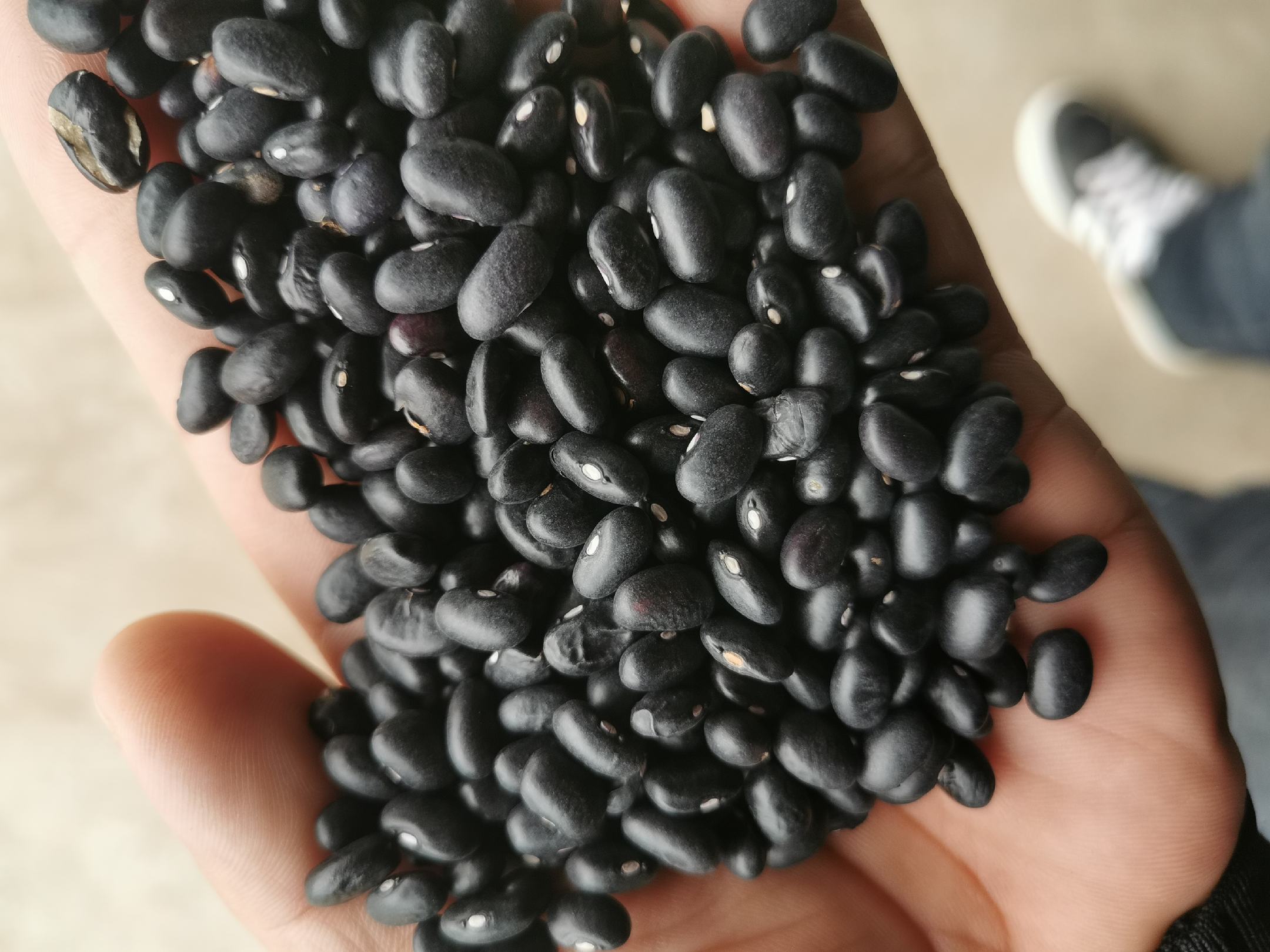 高清特写镜头下的黑豆,展示其完整的形态与自然色泽 黑豆特写