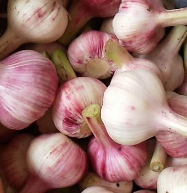 代收精品扒皮大蒜过筛毛蒜干蒜等一系列农副产品