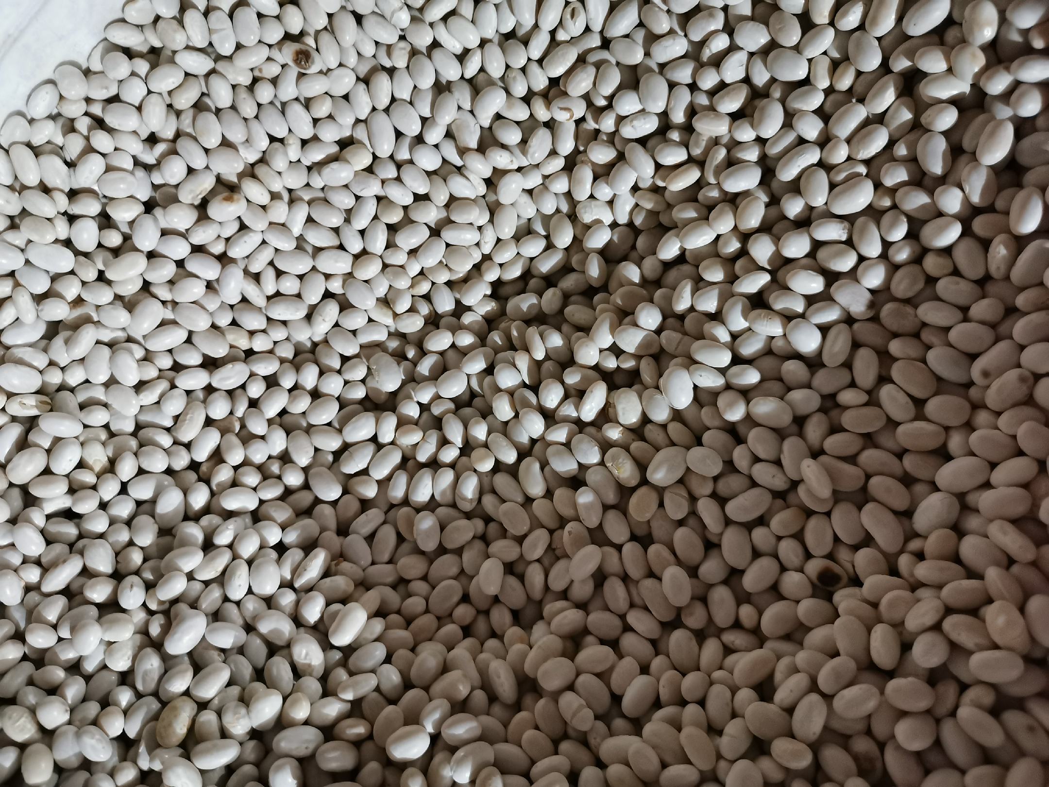 白扁豆与女性健康概念图