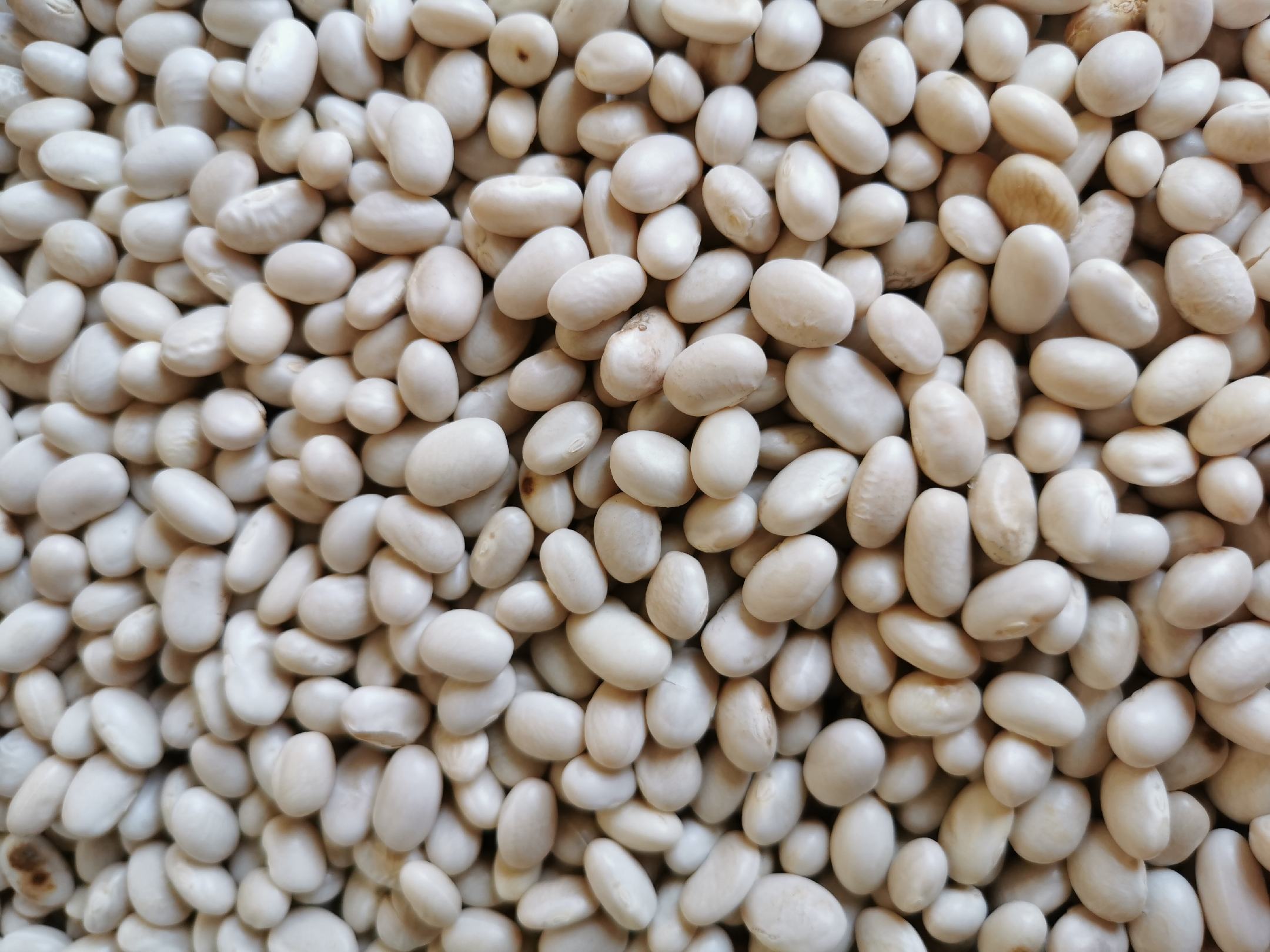 白扁豆与白芸豆对比图