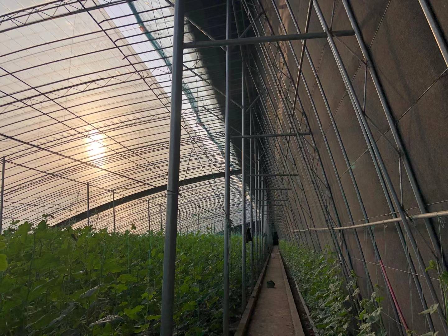 羊角蜜甜瓜田间生长场景