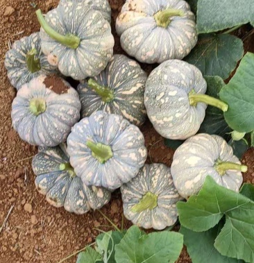 南宁市西西乡塘区坛洛乡味土南瓜现大量上市了