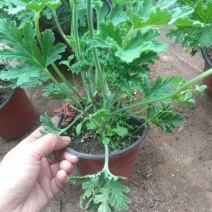 精品驱蚊草大量上市，基地直发直销，欢迎选购