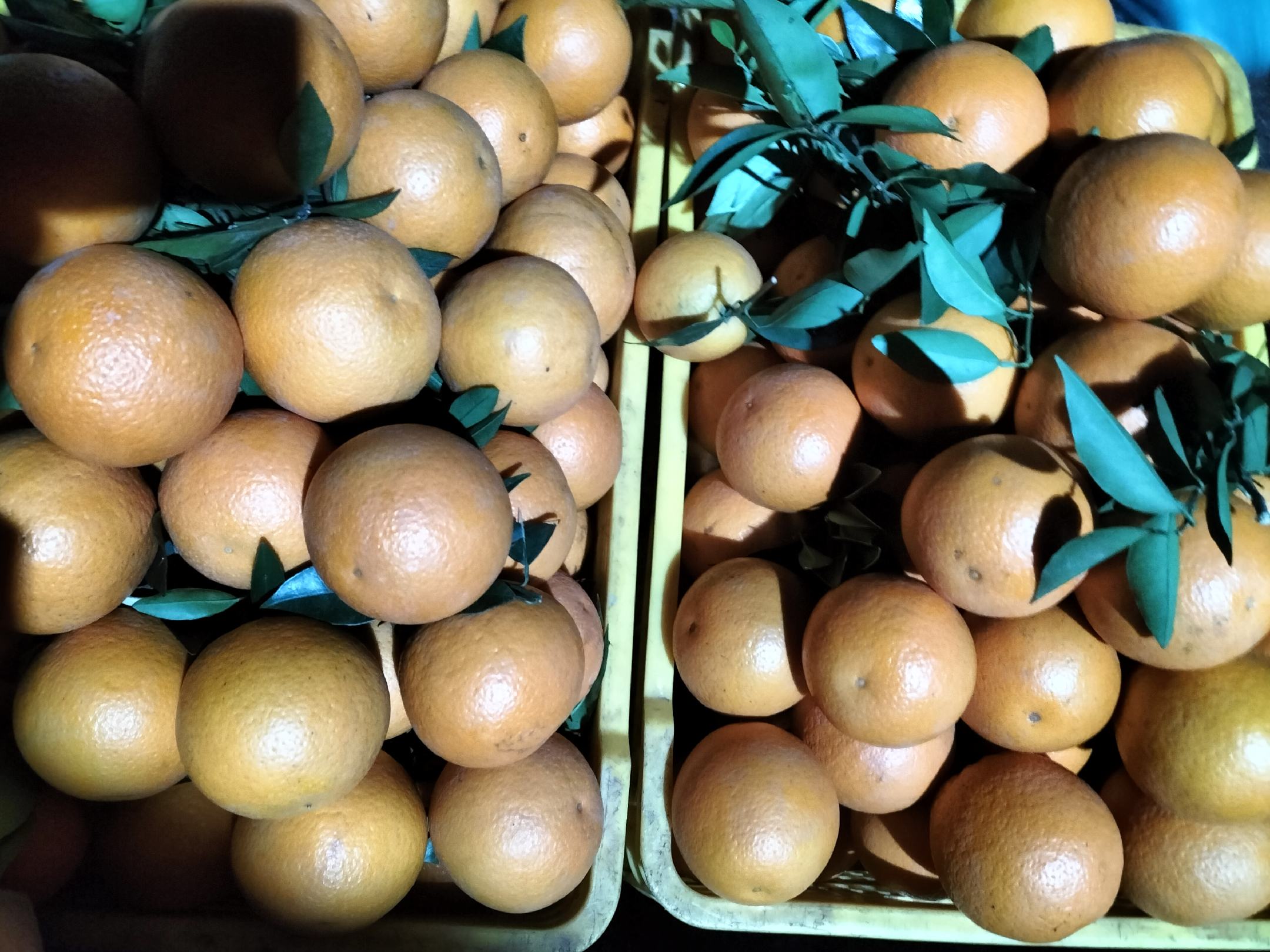 超市货架上的国产夏橙包装礼盒特写