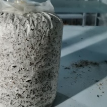 灵芝菌包厂家直销定做，药用灵芝、盆景出芝均可。全年生产