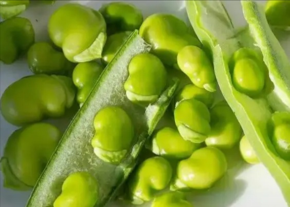 蚕豆与荷兰豆对比图