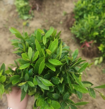 文木小苗庭院种植园林绿化工程用苗