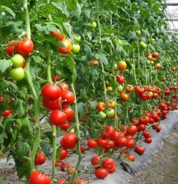 [西红柿批发]优质西红柿 物美价廉价格2.50元/斤 - 一亩田