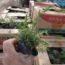 丛生福禄考大量供应，福禄考基地，丛生福禄考花海苗大量供应