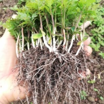 香樟芽苗，楠木芽苗，杨梅芽苗，罗汉松芽苗，桂花芽苗出售