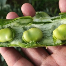 七星蚕豆：绿皮绿籽，粿粒饱满，质量好，产地直供：现货