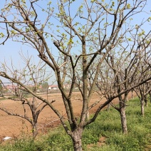 柿子树