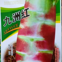 莴笋种子耐寒莴笋种子红尖叶莴笋种子红皮莴笋种子