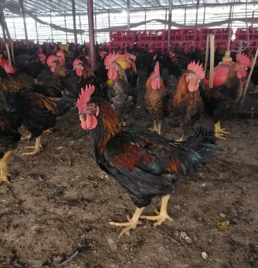 [黑鸡批发]天路黑鸡价格6.30元/斤 - 一亩田