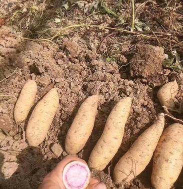 澳洲紫白红薯苗现货直发,货源充足,品种保真