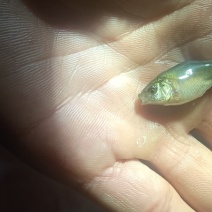 黄金鲫苗
