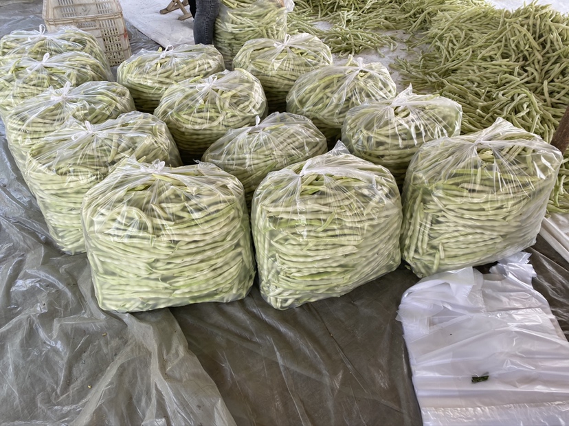 白不老标准化种植田间管理实景图,展示其攀援生长习性、典型豆荚悬挂形态及农技推广现场,体现品种保护与现代农业融合的积极图景 农技人员在田间指导农户识别白不老植株:示范摘取标准嫩荚,背景为整齐搭架的白不老藤蔓,叶片浓绿,豆荚垂挂如帘,阳光透过叶隙洒下光斑