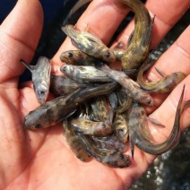 黄颡鱼苗，黄辣丁鱼苗，肉质好，量大从优，欢迎各位光临。