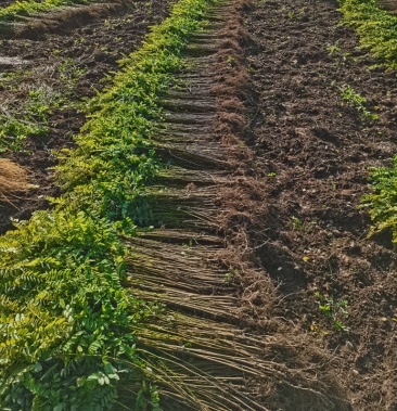 辽宁紫穗槐苗大量供应一手货源价格合理