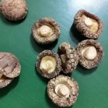 河南优选香菇新鲜干货成品菇厚菇基地直供