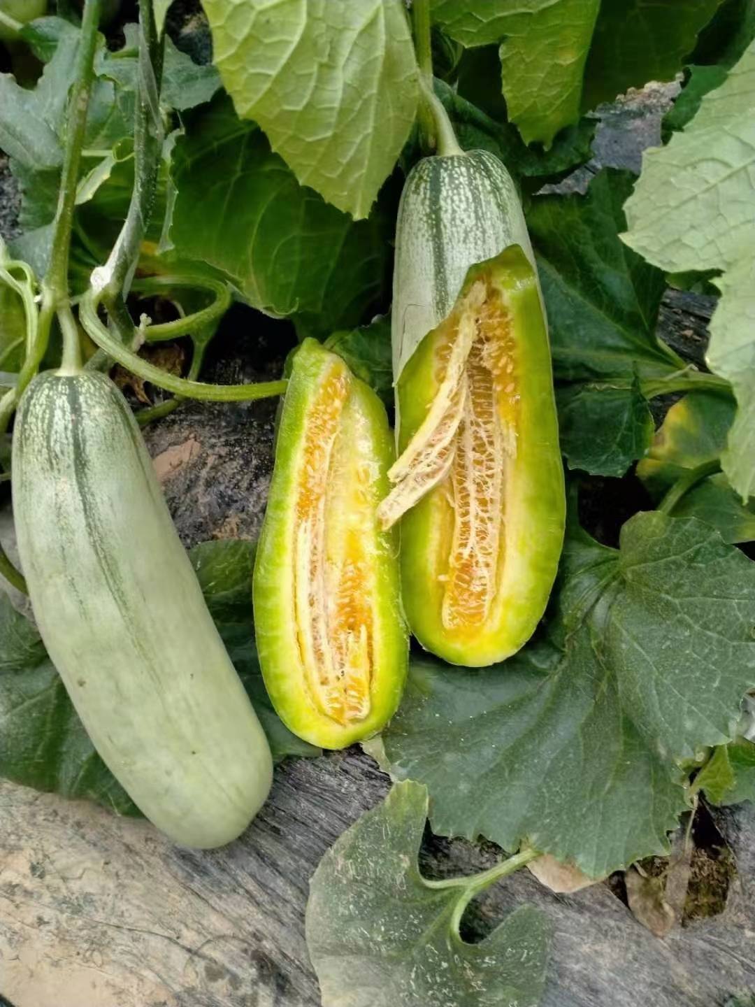 山东费县大棚甜瓜大量上市