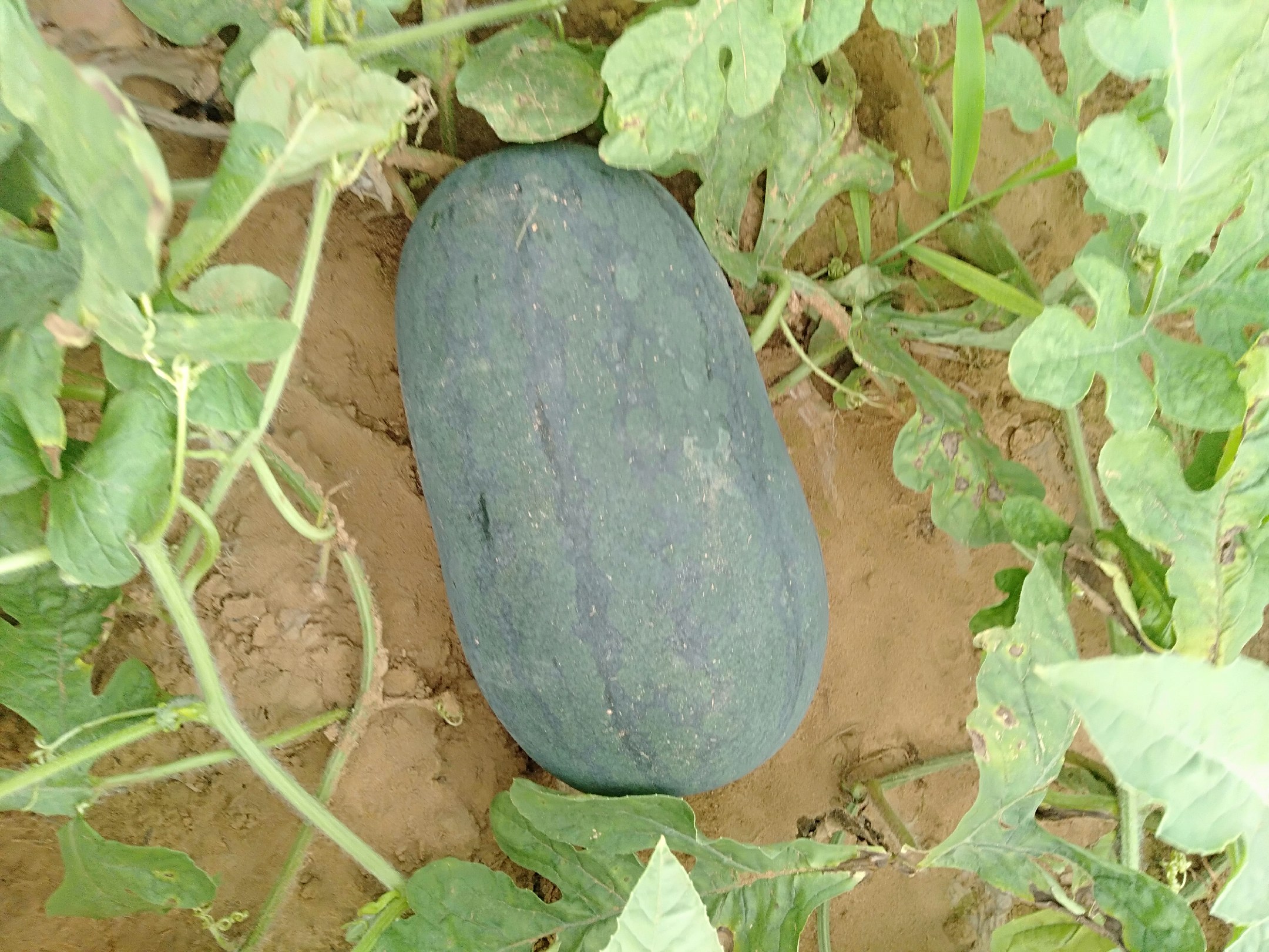 成熟的黑美人西瓜整齐地摆放在果园中,果皮墨绿,个头饱满 黑美人西瓜果园