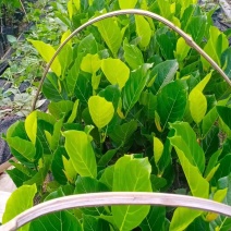 马来西亚一号菠萝蜜苗，大量有货价格美丽