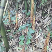 鲜苦竹笋