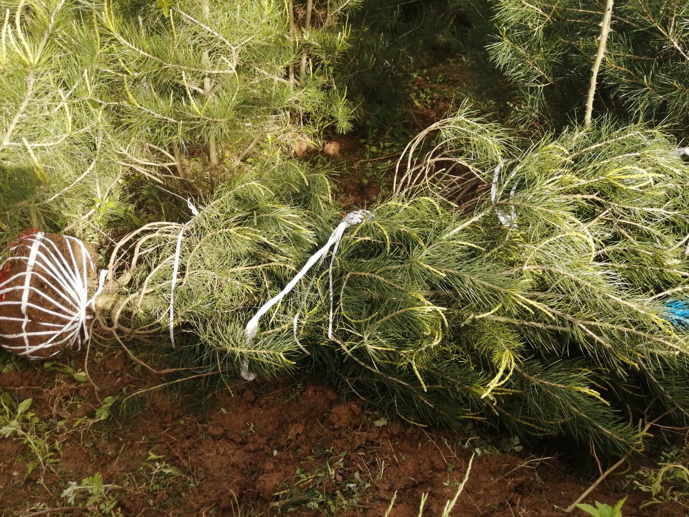 白皮松幼苗盆栽过程