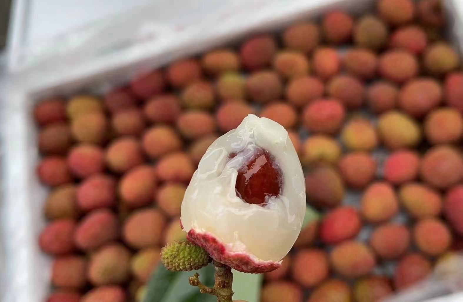 三月红荔枝新鲜采摘特写