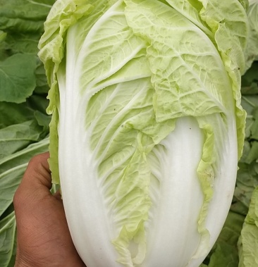 精品夏阳白菜产地大量上市可供超发往全国各地