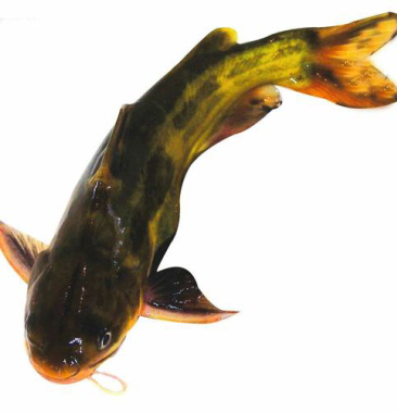 苹果柑桔热搜词更多更多更多更多更多更多更多更多全部品类