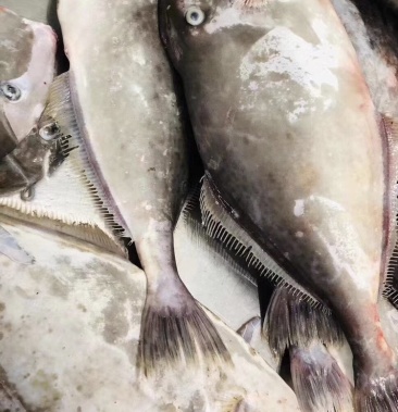 一件代发广东湛江新鲜大扒皮鱼外皮一剥脆骨嫩肉