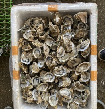 [生蚝批发]广东台山生蚝800个 500个小小可以开边下单请咨询价格360.