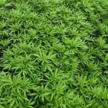 云南精品芦蒿，货源充足，去跟叶净菜，全国发货