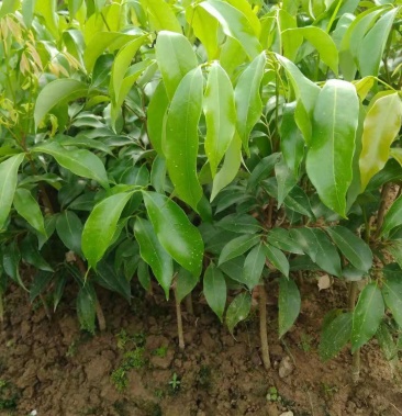 白糖罂荔枝苗 正宗嫁接荔枝苗