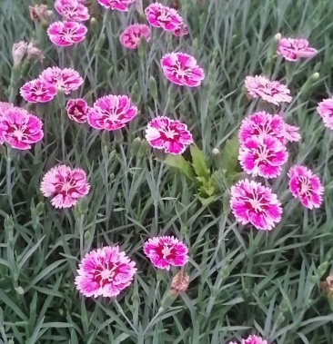 精品初吻石竹常夏石竹地被石竹大量上市欢迎各位老板