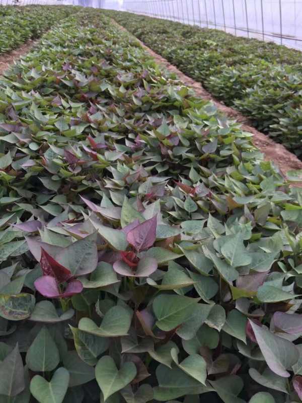 [红薯苗批发]基地直销特级西瓜红红薯苗(农科所育苗)价格0.