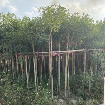 鸡冠刺桐移植苗袋苗庭院园林绿化风景树四季常青