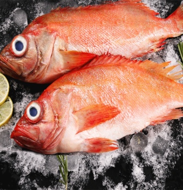 红石斑鱼鲜冻整条大龙鱼胆富贵鱼长寿鱼深海捕捞鲜冻海鱼