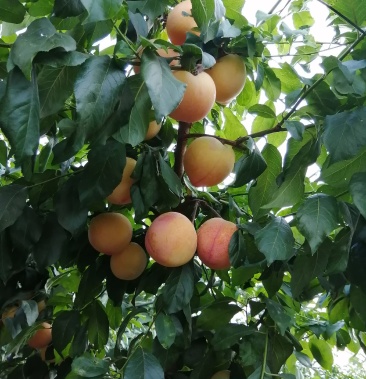 辽宁幸运李子颜色好口感甜果个大