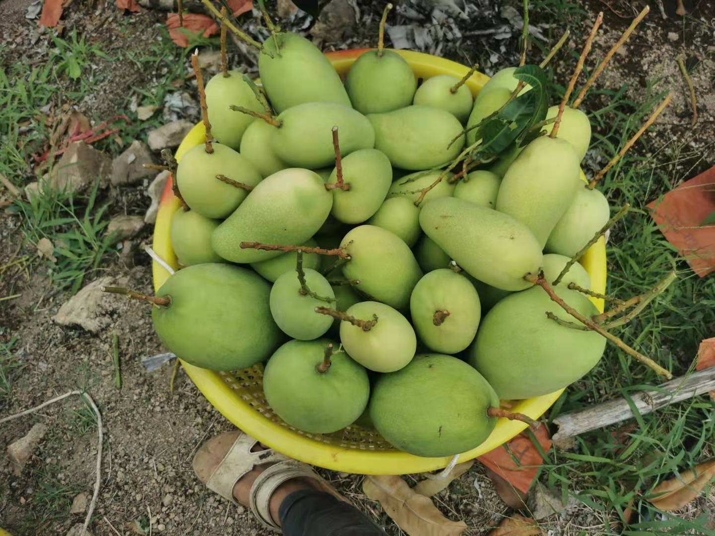 家庭厨房场景：一只青绿色芒果半埋于白色陶瓷碗中的干爽大米里，米粒饱满干燥，芒果果蒂朝上清晰可见，背景虚化体现生活化操作环境