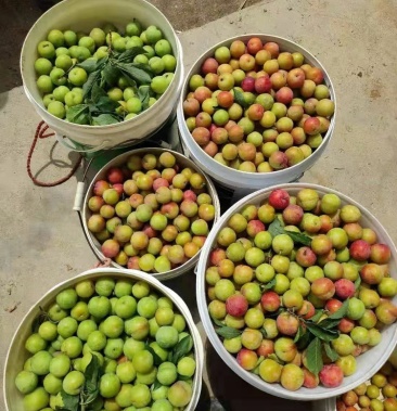 [李子批发]正宗信宜水李价格1.20元/斤 - 一亩田