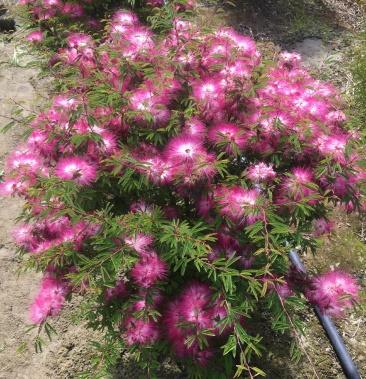 [合欢批发]香水合欢价格50.00元/棵 - 一亩田