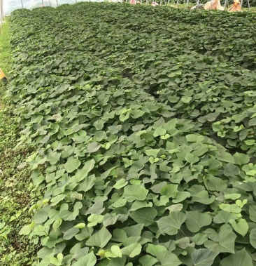 [批发]红薯玛莎莉苗价格0.35元/棵 - 一亩田