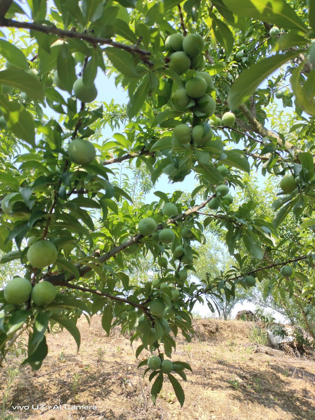 贵州六马四月李脱骨李子