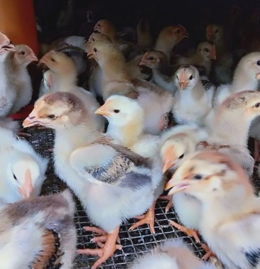 [鸡苗批发]矮脚王鸡苗价格2.50元/个 - 一亩田