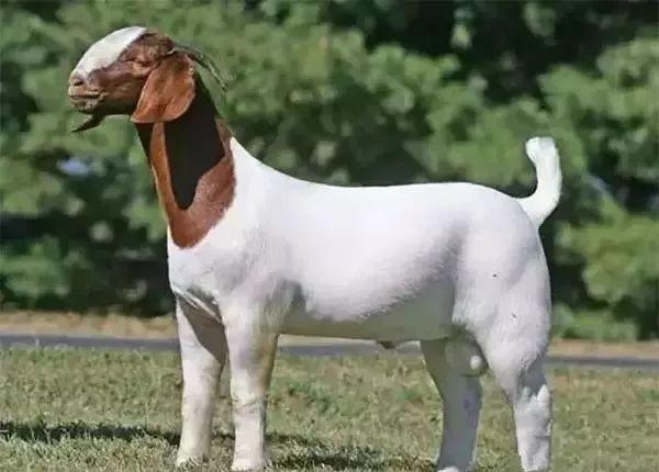 一头成年波尔山羊种公羊站立于牧场中,头部呈红褐色,身体为纯白色,耳朵宽大下垂,肌肉发达,背部平直,四肢强壮,显示出典型的优良肉用山羊体型特征 波尔山羊种公羊外貌特征展示