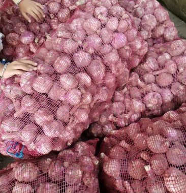 [大蒜批发]江苏徐州丰县鲜蒜 可扒皮 优质丰县鲜蒜价格1.